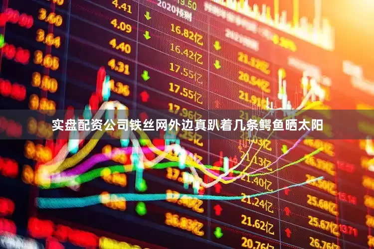 实盘配资公司铁丝网外边真趴着几条鳄鱼晒太阳